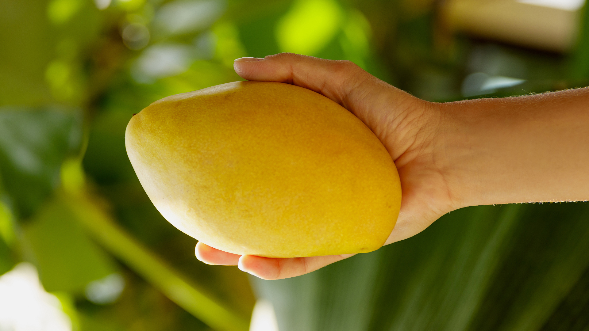 Mango